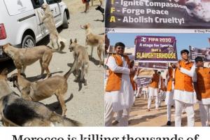 電訊報(bào)：為迎接2030年世界杯，摩洛哥正大規(guī)模捕殺流浪狗引發(fā)不滿